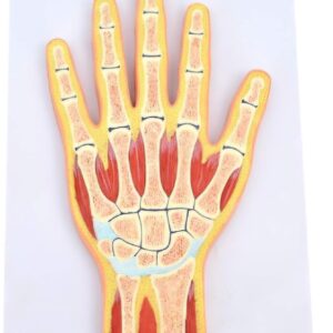 Modelo de articulación de la Mano