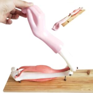 Modelo de articulación del Codo
