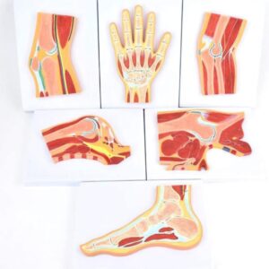 Modelo de sección Articular anatómica médica