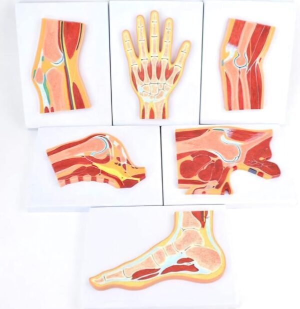 Modelo de sección Articular anatómica médica
