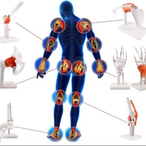 Modelos de Anatomía Esquelética del Cuerpo Humano
