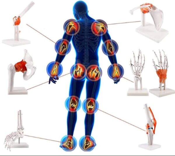 Modelos de Anatomía Esquelética del Cuerpo Humano